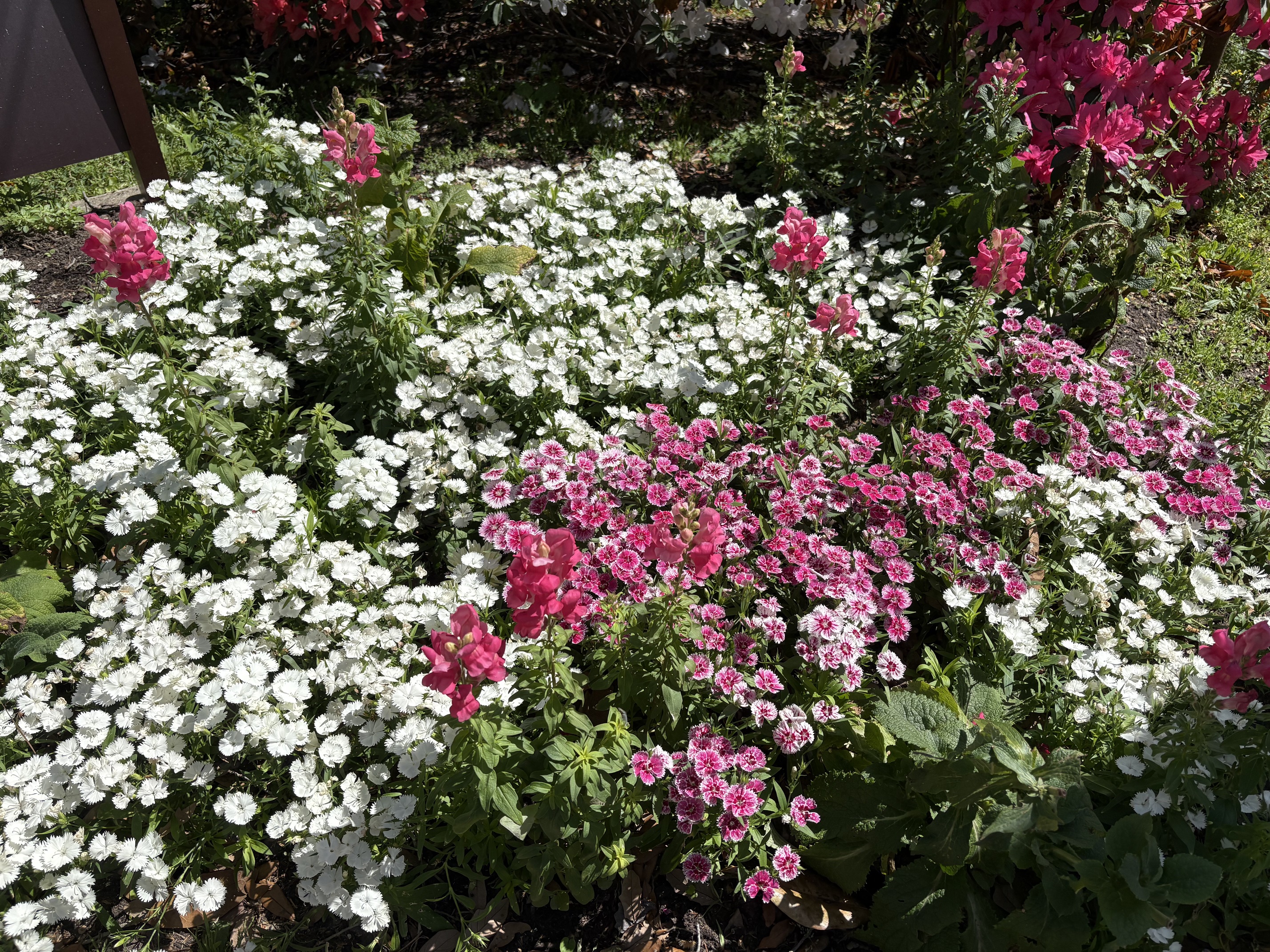 A wide spring garden bed planted edge to edge with white dianthus blooms