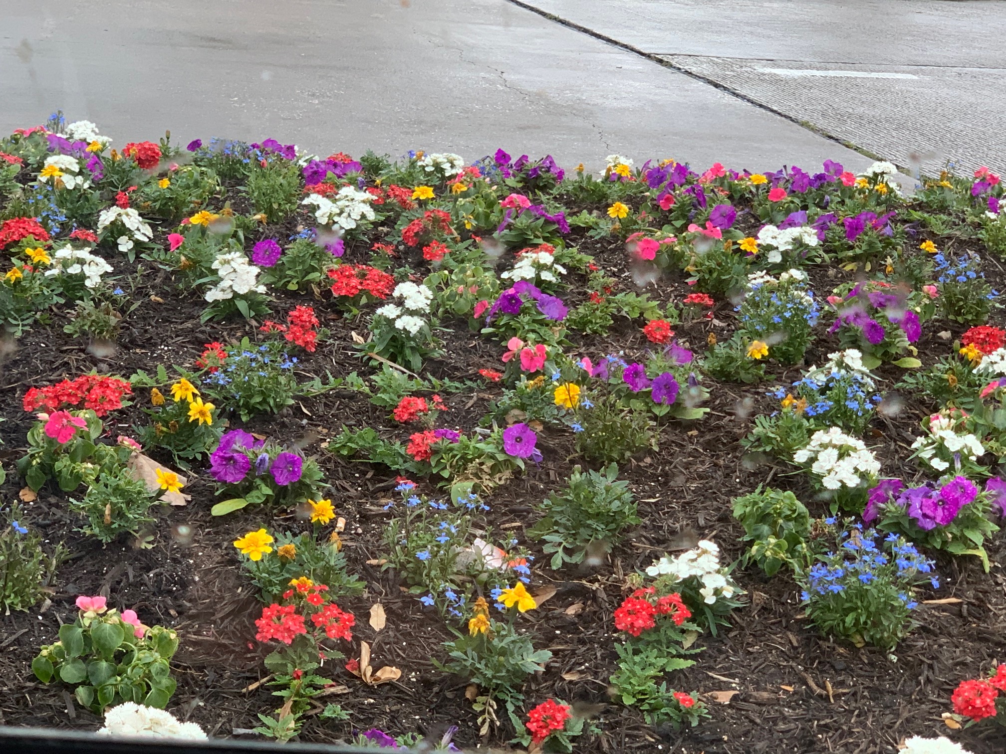 An island bed with ornamental kale as a bold central anchor surrounded by complementary seasonal plantings