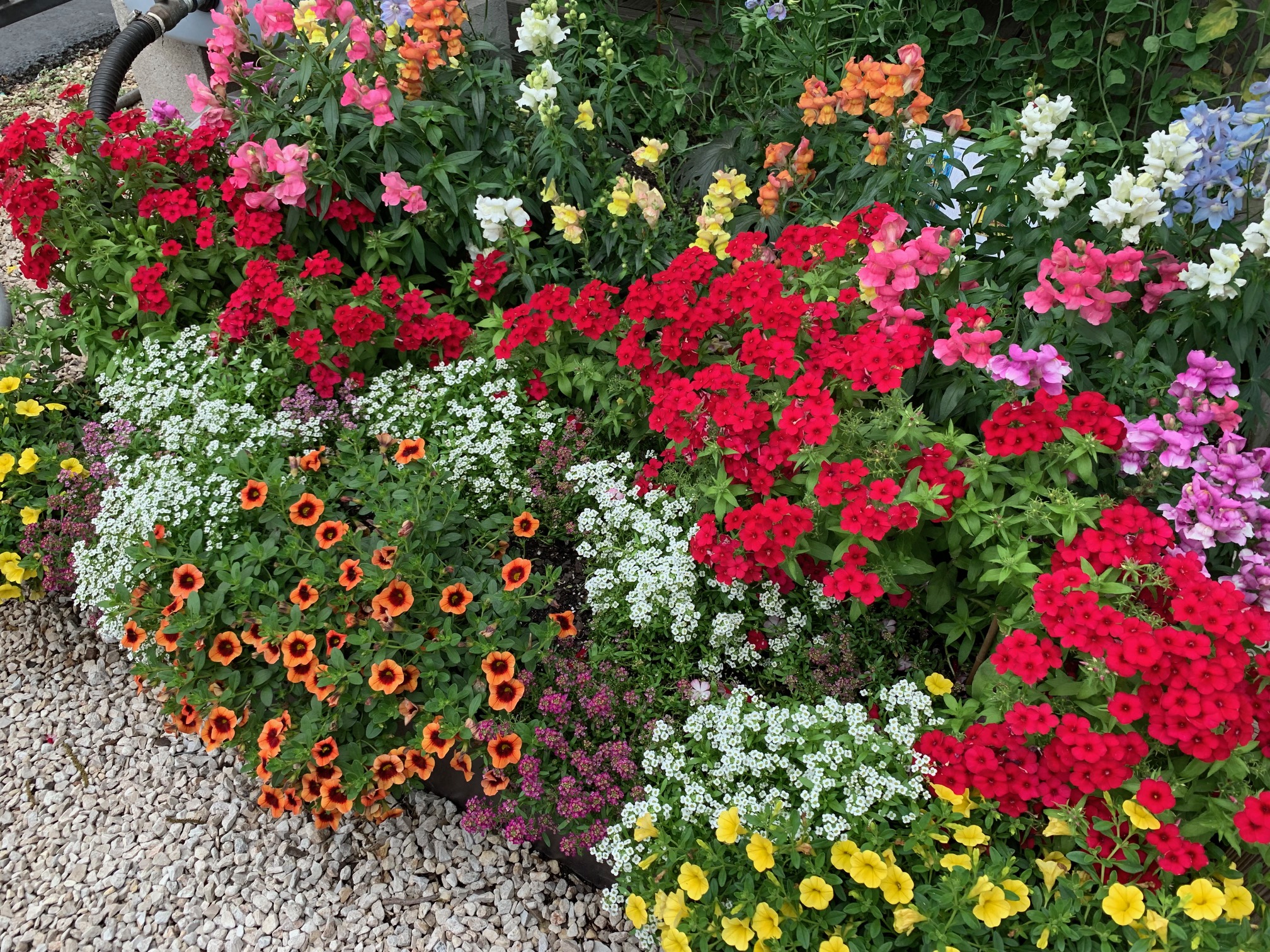 A mixed annual bed with varied foliage textures and bloom colors set within a gravel surround