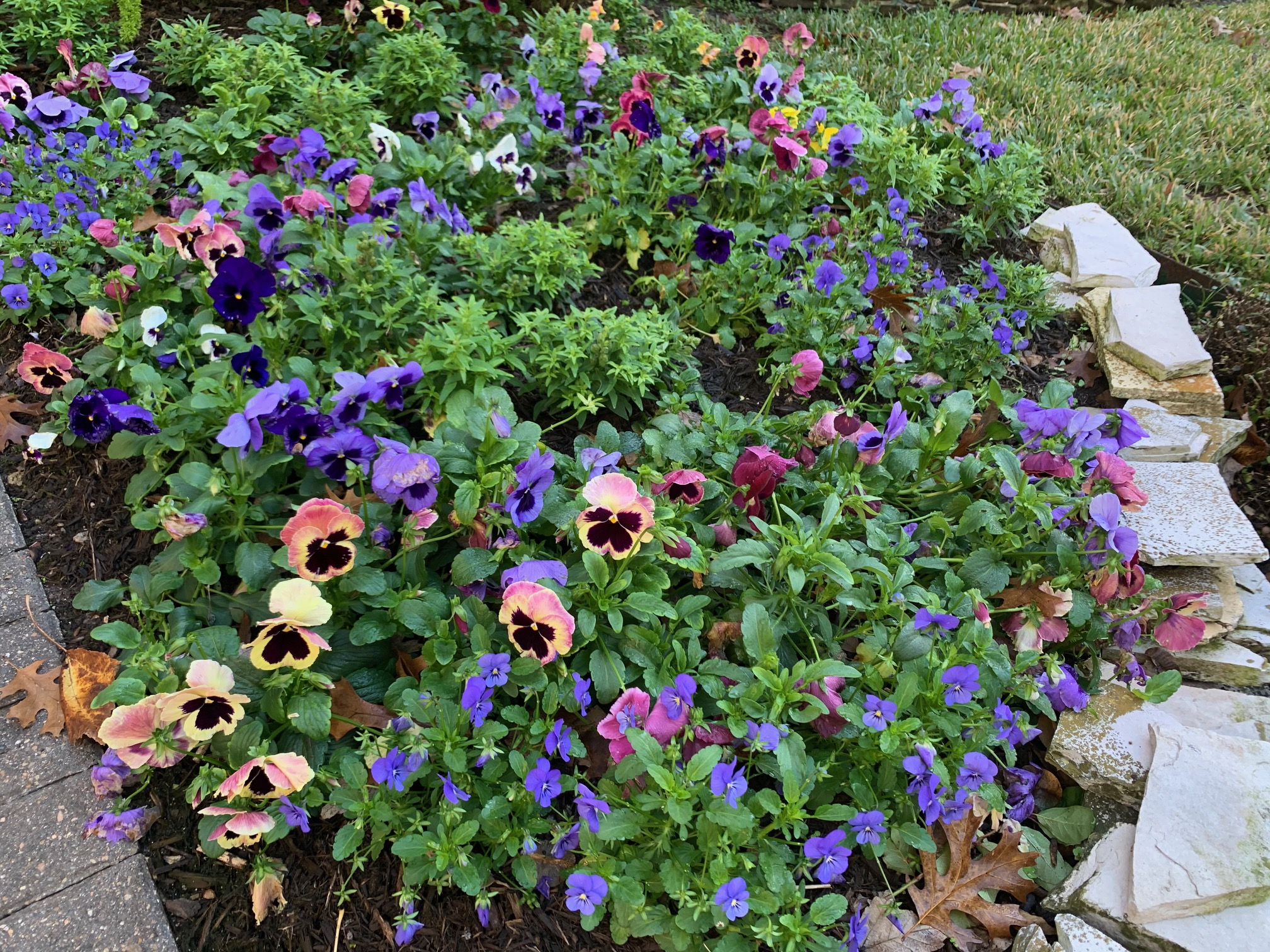 A large-scale mass planting of richly colored pansies covering an open bed