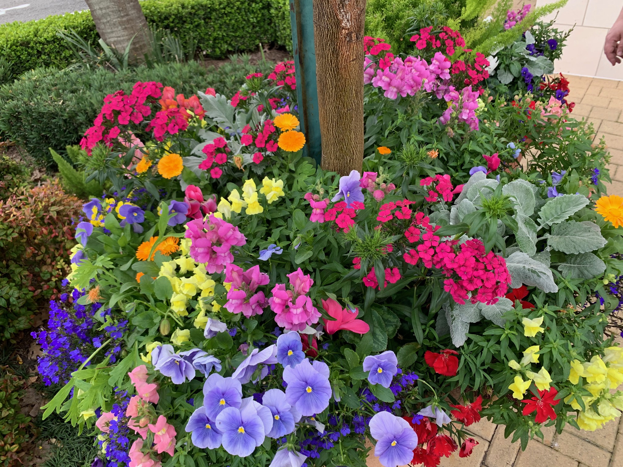 A ring of colorful pansies planted in a complete circle around the base of a tree trunk