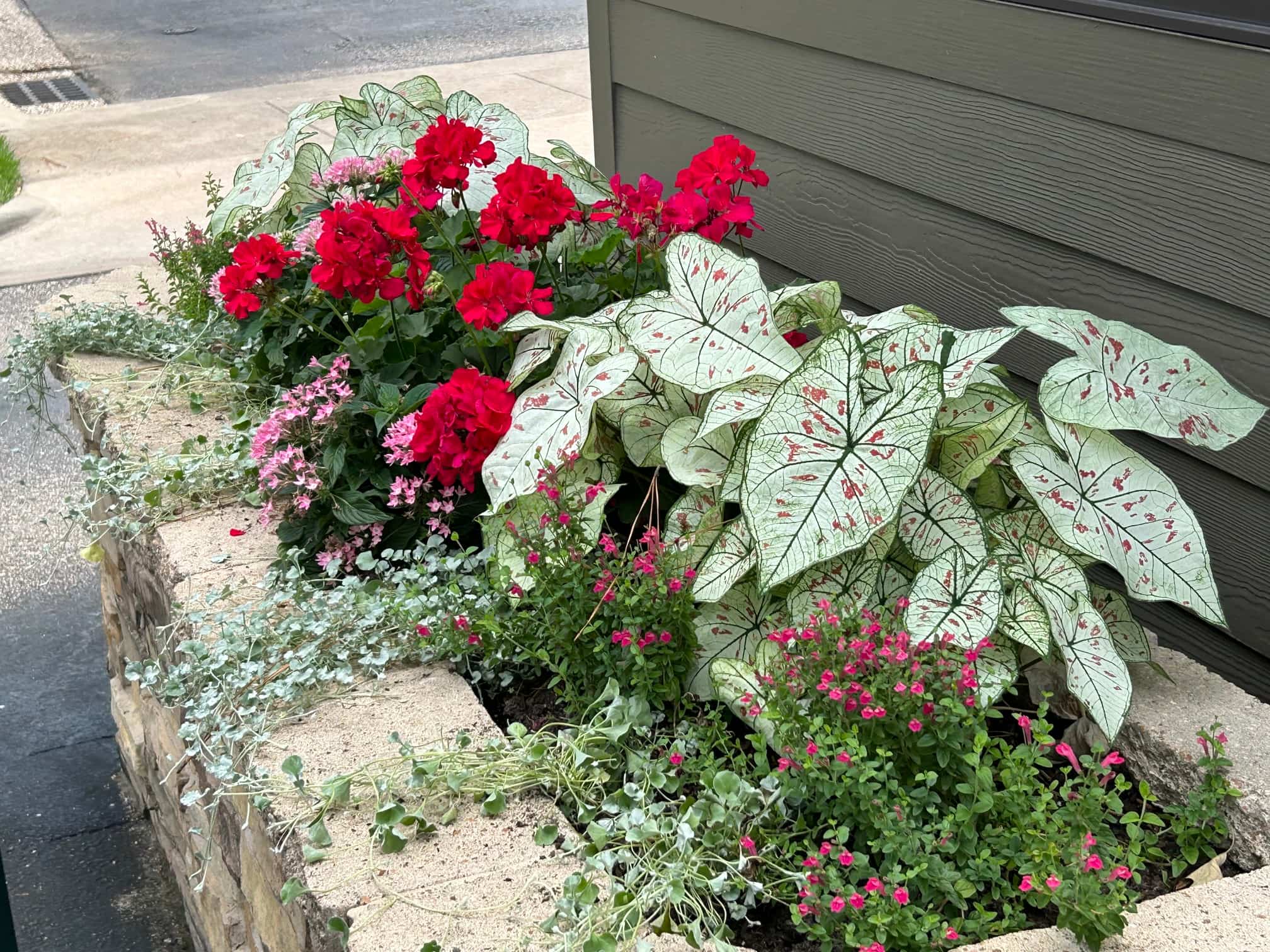 A raised limestone planter box densely planted with white caladiums, red geraniums, pink pentas, and silver dichondra trailing over the stone edge