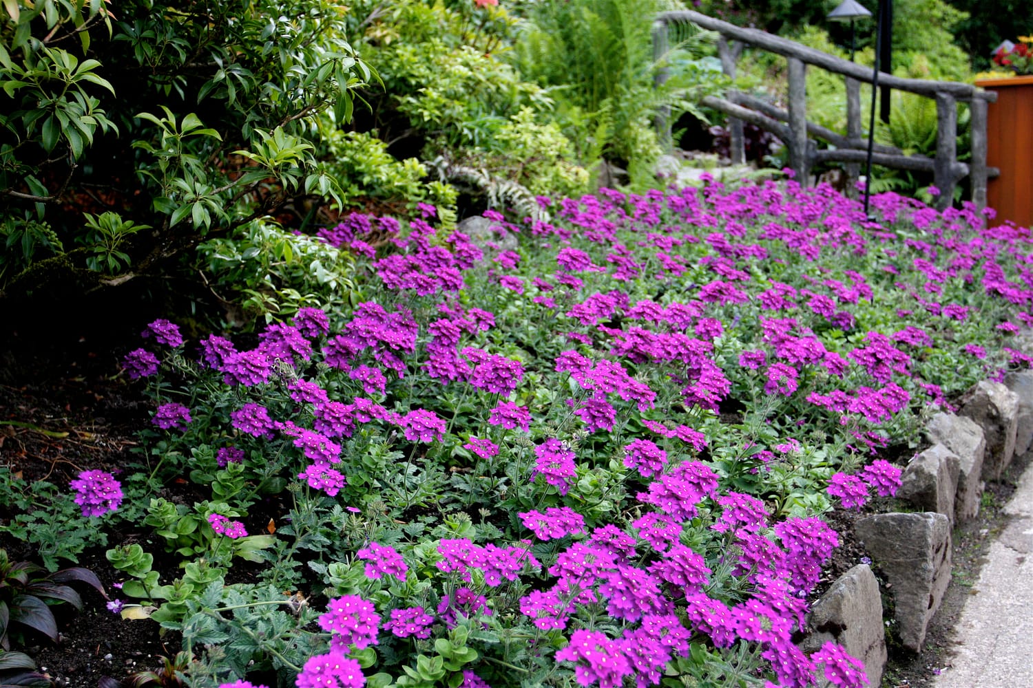 Verbena in bloom at Butchart Gardens, Victoria