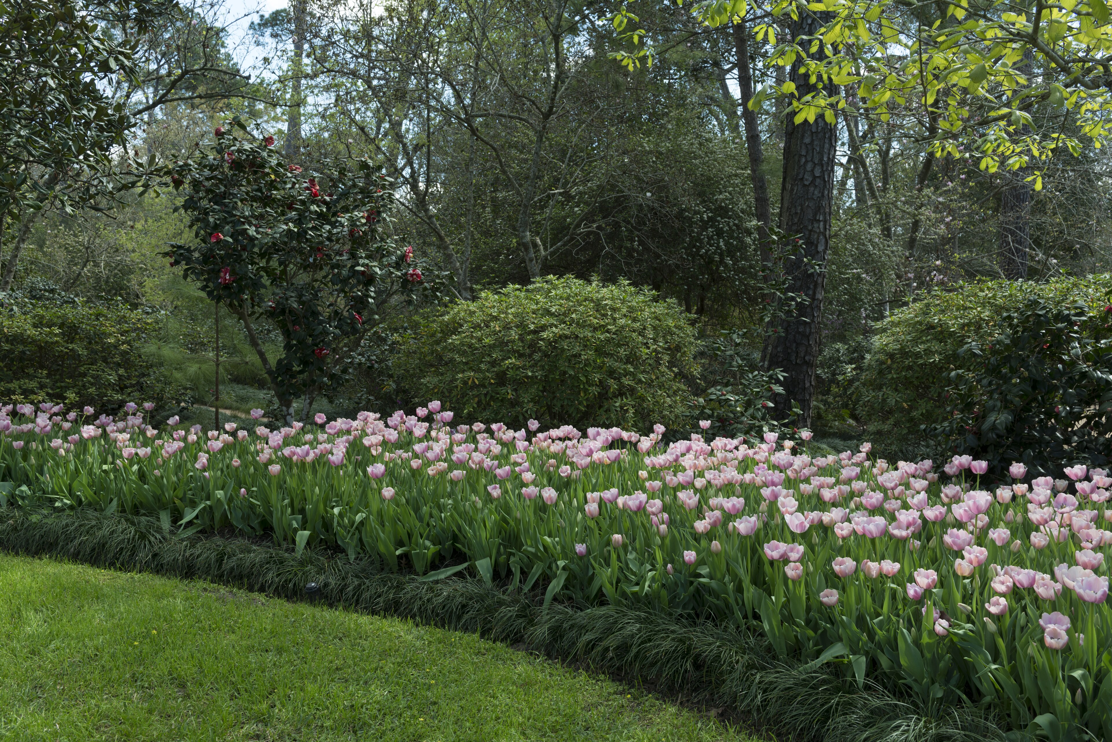 Tulips in late winter at the Bayou Bend Collection and Gardens, Houston