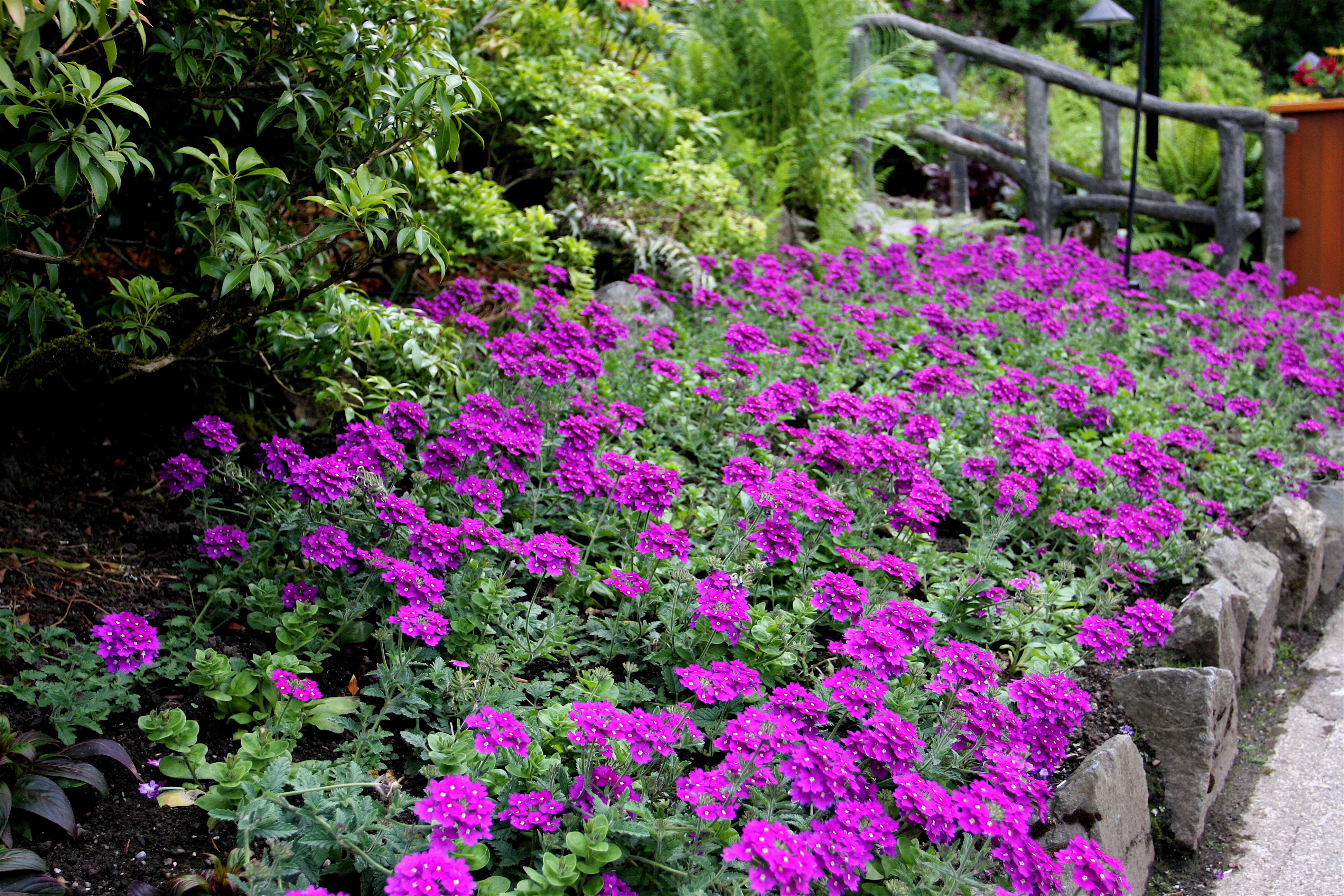 Verbena in bloom at Butchart Gardens, Victoria