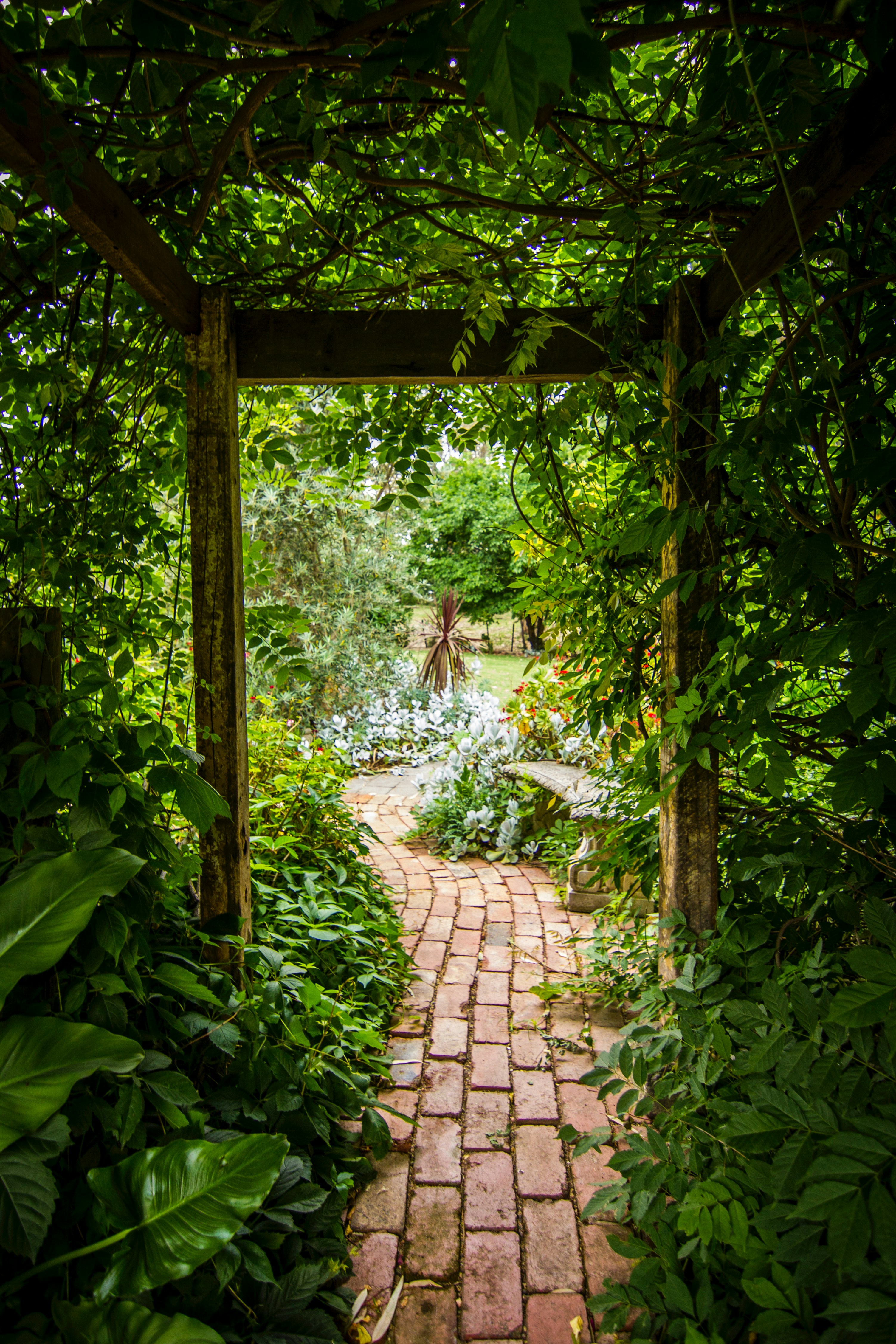 Brick path under a wisteria arbor